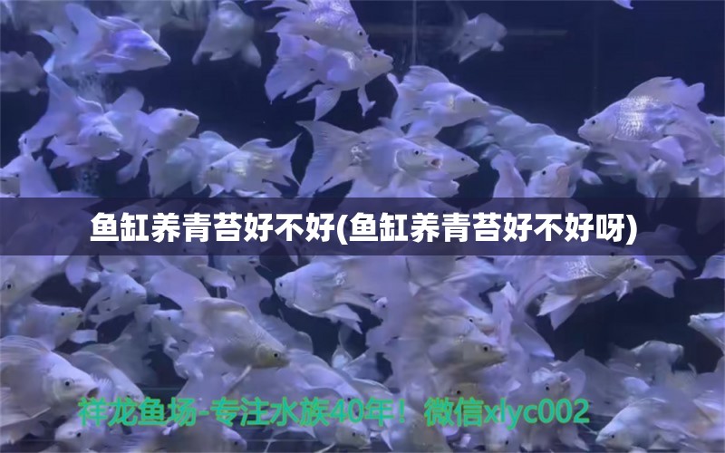 魚缸養(yǎng)青苔好不好(魚缸養(yǎng)青苔好不好呀) 翡翠鳳凰魚