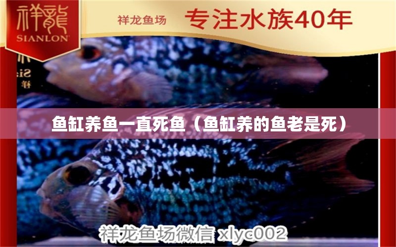 魚缸養(yǎng)魚一直死魚（魚缸養(yǎng)的魚老是死） 觀賞魚批發(fā)