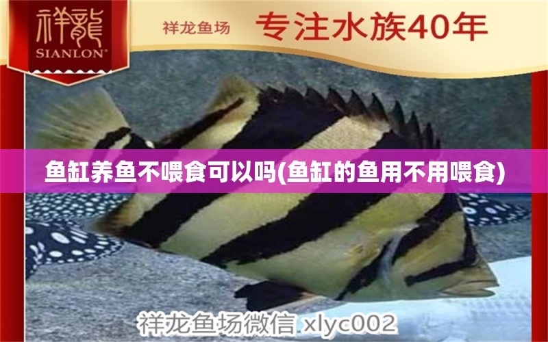 魚缸養(yǎng)魚不喂食可以嗎(魚缸的魚用不用喂食) 薩伊藍(lán)魚 第1張