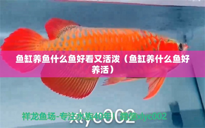 魚(yú)缸養(yǎng)魚(yú)什么魚(yú)好看又活潑（魚(yú)缸養(yǎng)什么魚(yú)好養(yǎng)活）