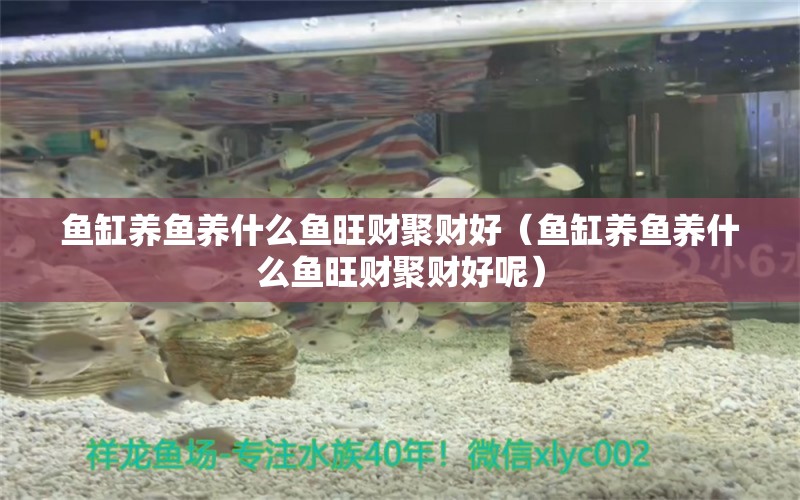 魚缸養(yǎng)魚養(yǎng)什么魚旺財聚財好（魚缸養(yǎng)魚養(yǎng)什么魚旺財聚財好呢） 祥龍水族醫(yī)院