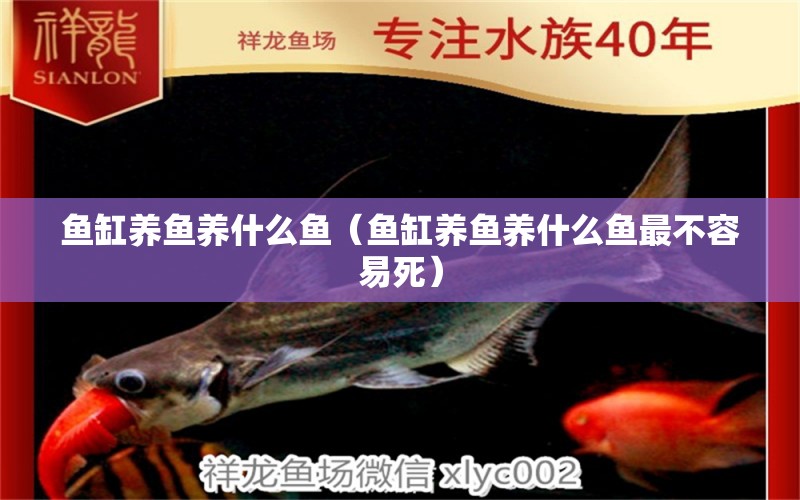 魚缸養(yǎng)魚養(yǎng)什么魚（魚缸養(yǎng)魚養(yǎng)什么魚最不容易死）