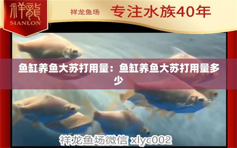 魚(yú)缸養(yǎng)魚(yú)大蘇打用量：魚(yú)缸養(yǎng)魚(yú)大蘇打用量多少