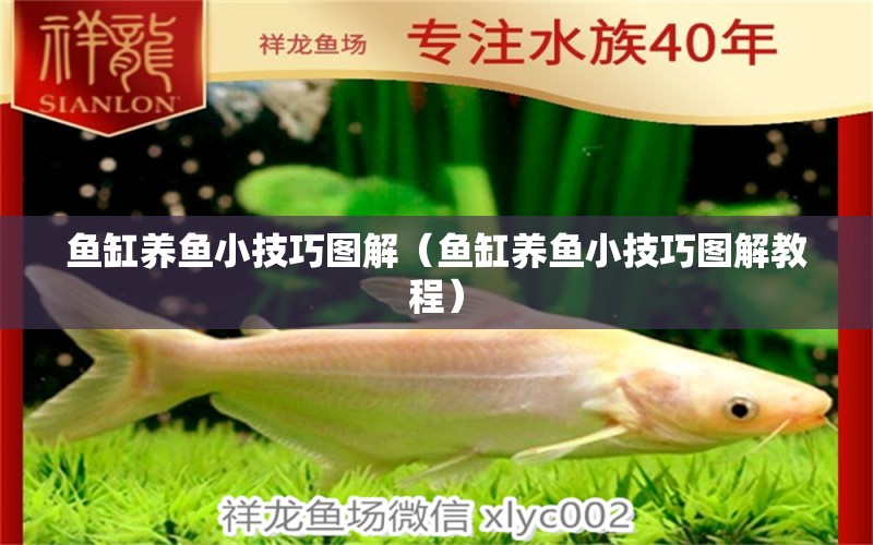 魚缸養(yǎng)魚小技巧圖解（魚缸養(yǎng)魚小技巧圖解教程） 蘇虎苗（蘇門答臘虎魚苗）