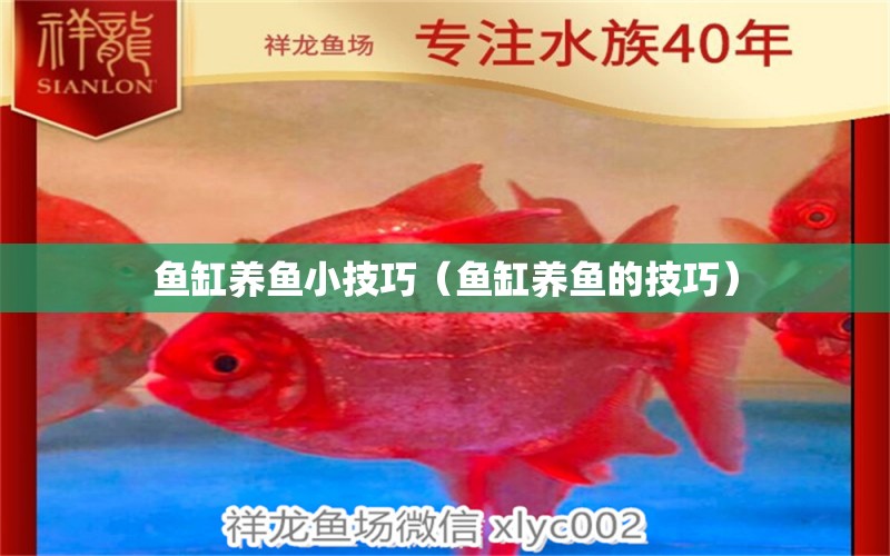 魚缸養(yǎng)魚小技巧（魚缸養(yǎng)魚的技巧）