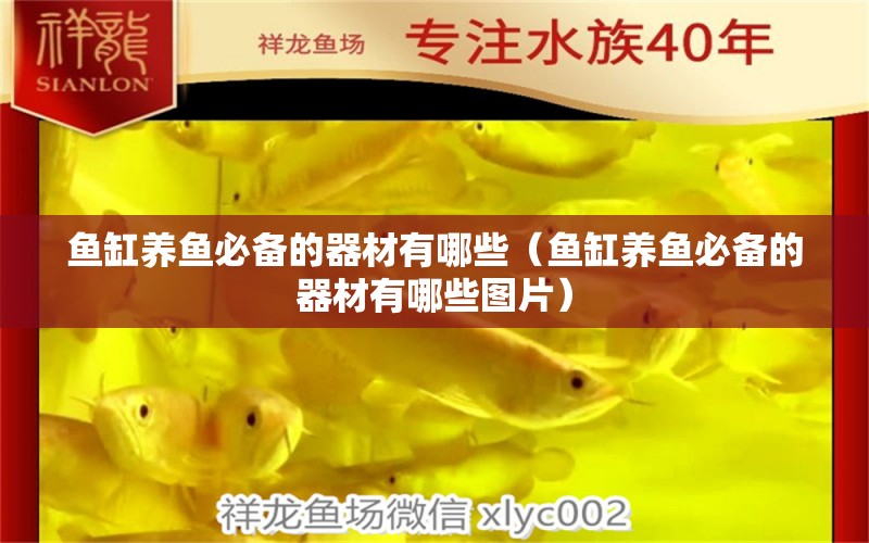 魚缸養(yǎng)魚必備的器材有哪些（魚缸養(yǎng)魚必備的器材有哪些圖片）