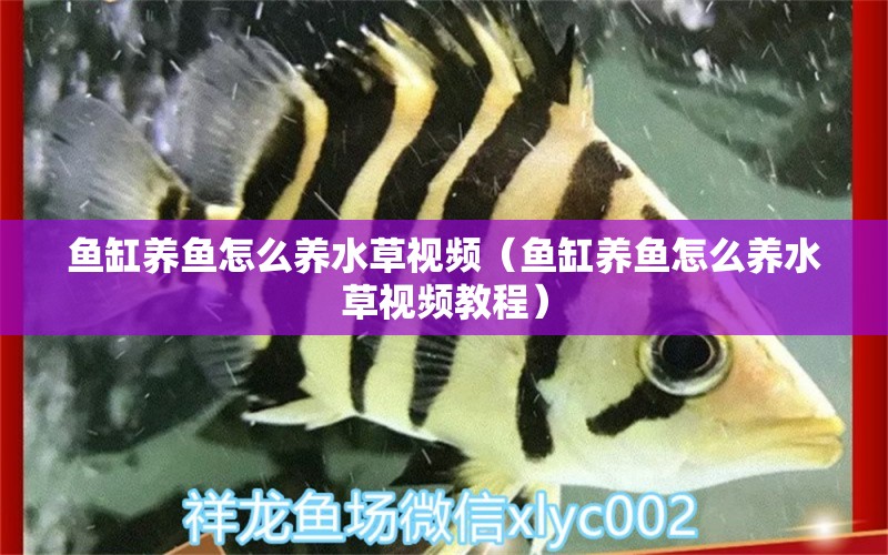 魚缸養(yǎng)魚怎么養(yǎng)水草視頻（魚缸養(yǎng)魚怎么養(yǎng)水草視頻教程）