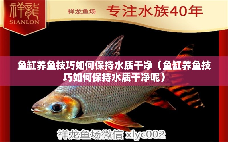 魚缸養(yǎng)魚技巧如何保持水質干凈（魚缸養(yǎng)魚技巧如何保持水質干凈呢） 祥龍水族醫(yī)院