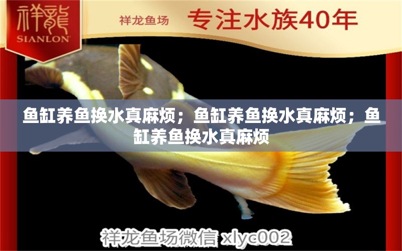 魚缸養(yǎng)魚換水真麻煩；魚缸養(yǎng)魚換水真麻煩；魚缸養(yǎng)魚換水真麻煩 養(yǎng)魚知識