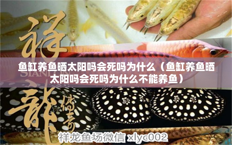 魚缸養(yǎng)魚曬太陽嗎會(huì)死嗎為什么（魚缸養(yǎng)魚曬太陽嗎會(huì)死嗎為什么不能養(yǎng)魚）