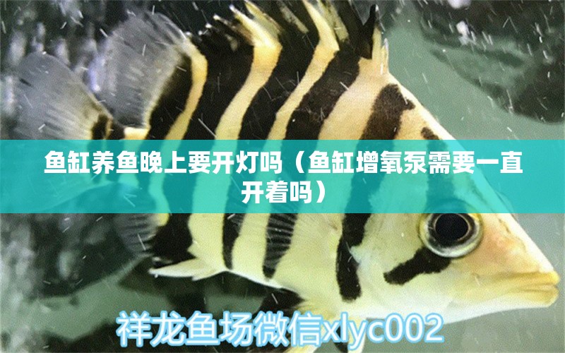 魚缸養(yǎng)魚晚上要開燈嗎（魚缸增氧泵需要一直開著嗎）