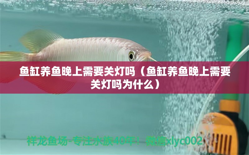 魚缸養(yǎng)魚晚上需要關(guān)燈嗎（魚缸養(yǎng)魚晚上需要關(guān)燈嗎為什么）