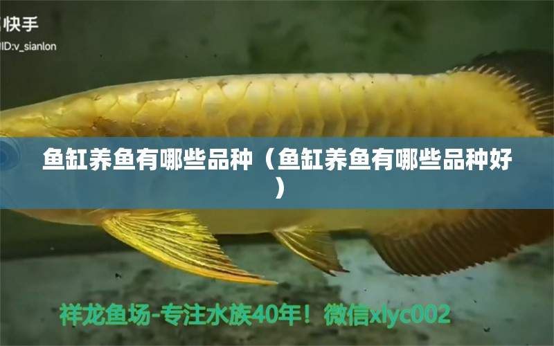 魚缸養(yǎng)魚有哪些品種（魚缸養(yǎng)魚有哪些品種好） 觀賞魚市場（混養(yǎng)魚）