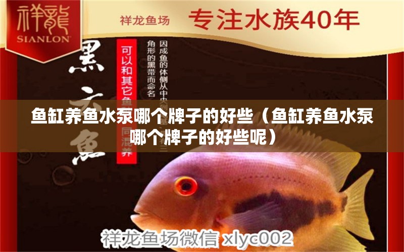 魚缸養(yǎng)魚水泵哪個牌子的好些（魚缸養(yǎng)魚水泵哪個牌子的好些呢） 祥龍水族醫(yī)院