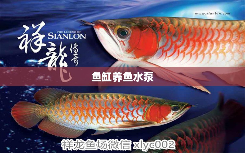 魚(yú)缸養(yǎng)魚(yú)水泵