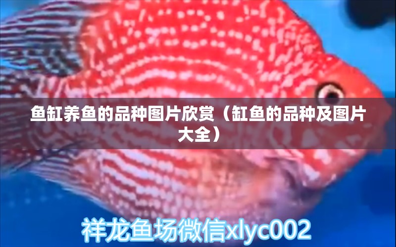 魚缸養(yǎng)魚的品種圖片欣賞（缸魚的品種及圖片大全） iwish愛唯希品牌魚缸