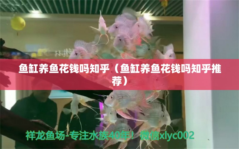 魚缸養(yǎng)魚花錢嗎知乎（魚缸養(yǎng)魚花錢嗎知乎推薦）