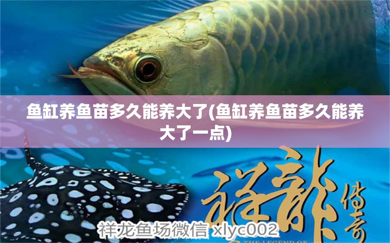 魚(yú)缸養(yǎng)魚(yú)苗多久能養(yǎng)大了(魚(yú)缸養(yǎng)魚(yú)苗多久能養(yǎng)大了一點(diǎn)) 狗仔招財(cái)貓魚(yú)