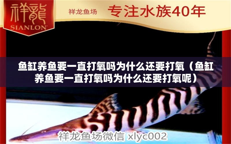 魚缸養(yǎng)魚要一直打氧嗎為什么還要打氧（魚缸養(yǎng)魚要一直打氧嗎為什么還要打氧呢）