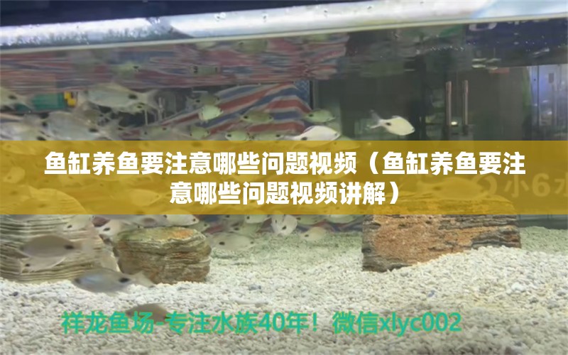 魚缸養(yǎng)魚要注意哪些問題視頻（魚缸養(yǎng)魚要注意哪些問題視頻講解） 潛水艇魚