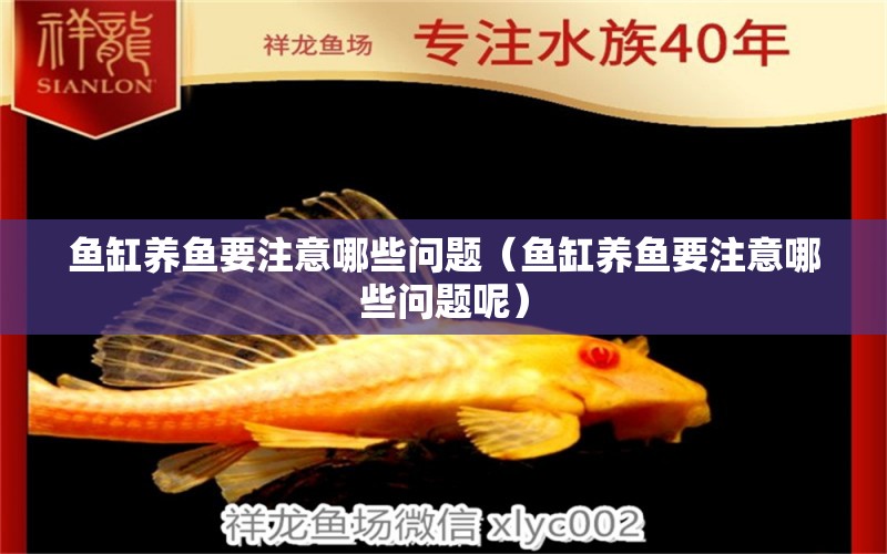 魚缸養(yǎng)魚要注意哪些問題（魚缸養(yǎng)魚要注意哪些問題呢） 祥龍水族醫(yī)院