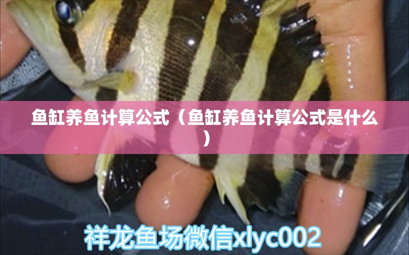 魚缸養(yǎng)魚計(jì)算公式（魚缸養(yǎng)魚計(jì)算公式是什么） 純血皇冠黑白魟魚