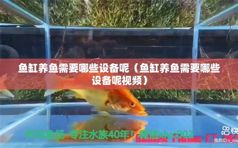 魚缸養(yǎng)魚需要哪些設備呢（魚缸養(yǎng)魚需要哪些設備呢視頻）