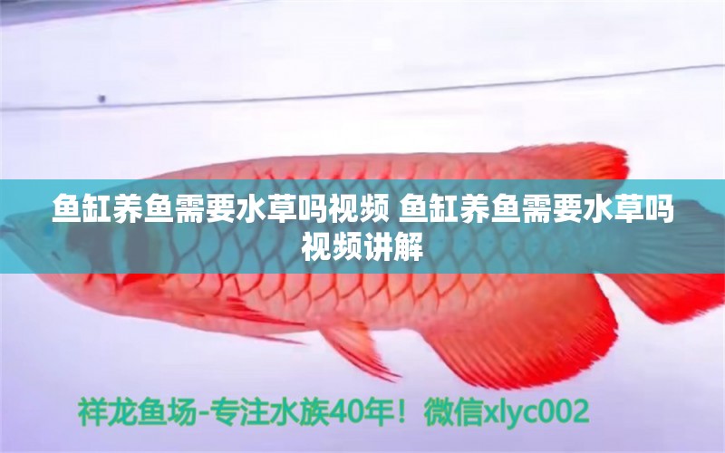 魚缸養(yǎng)魚需要水草嗎視頻 魚缸養(yǎng)魚需要水草嗎視頻講解