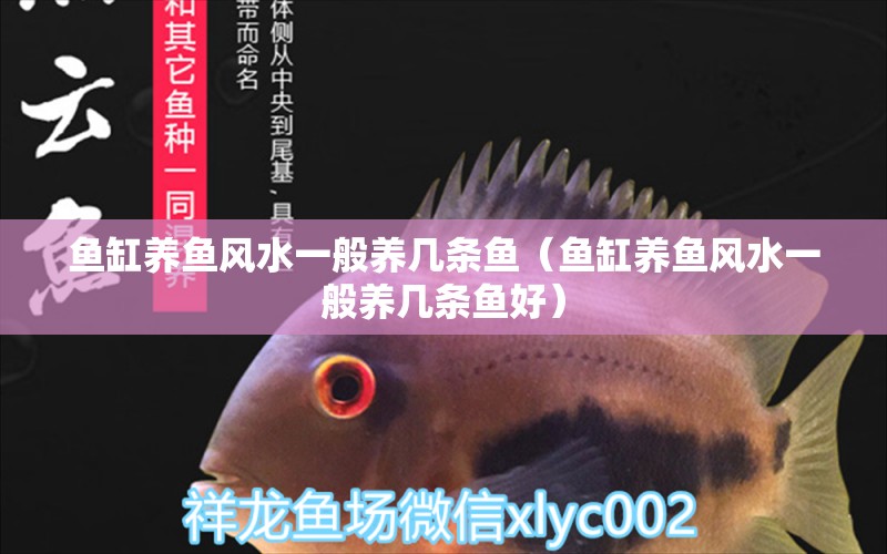 魚缸養(yǎng)魚風水一般養(yǎng)幾條魚（魚缸養(yǎng)魚風水一般養(yǎng)幾條魚好）