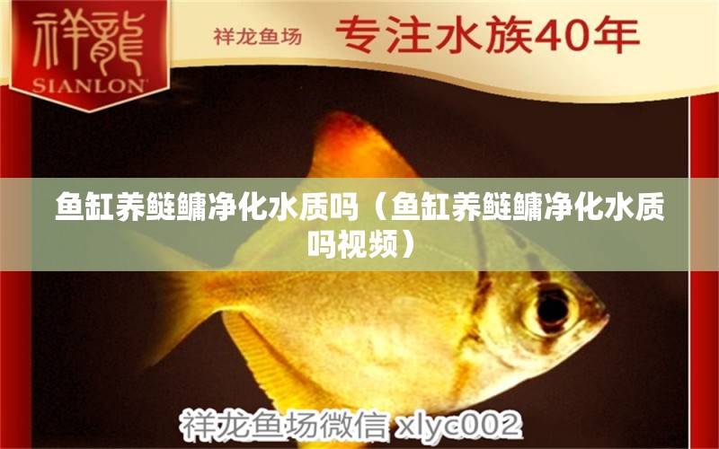 魚缸養(yǎng)鰱鳙凈化水質嗎（魚缸養(yǎng)鰱鳙凈化水質嗎視頻）