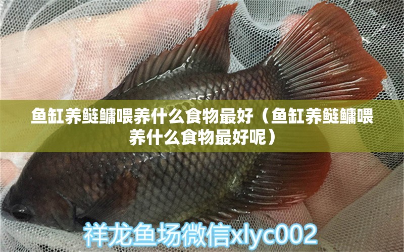 魚缸養(yǎng)鰱鳙喂養(yǎng)什么食物最好（魚缸養(yǎng)鰱鳙喂養(yǎng)什么食物最好呢） 祥龍魚場(chǎng)