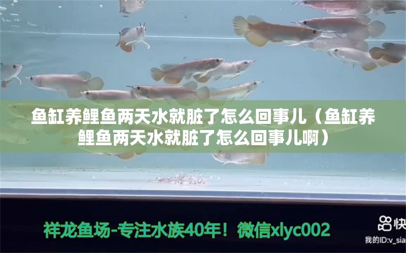 魚缸養(yǎng)鯉魚兩天水就臟了怎么回事兒（魚缸養(yǎng)鯉魚兩天水就臟了怎么回事兒?。? title=