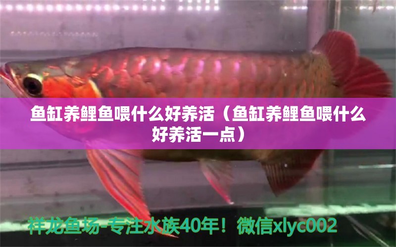 魚缸養(yǎng)鯉魚喂什么好養(yǎng)活（魚缸養(yǎng)鯉魚喂什么好養(yǎng)活一點）