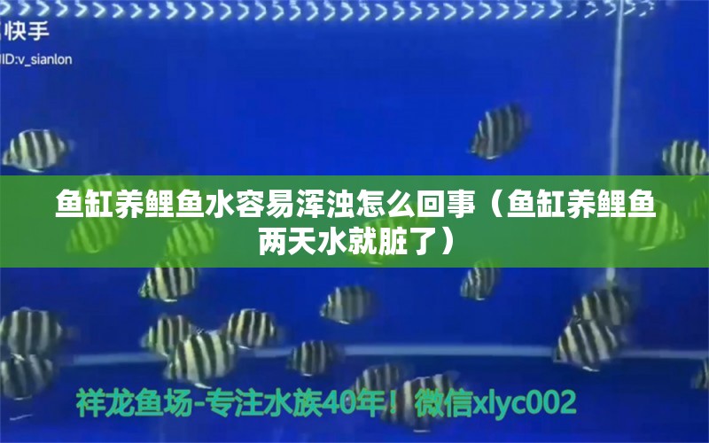 魚缸養(yǎng)鯉魚水容易渾濁怎么回事（魚缸養(yǎng)鯉魚兩天水就臟了）