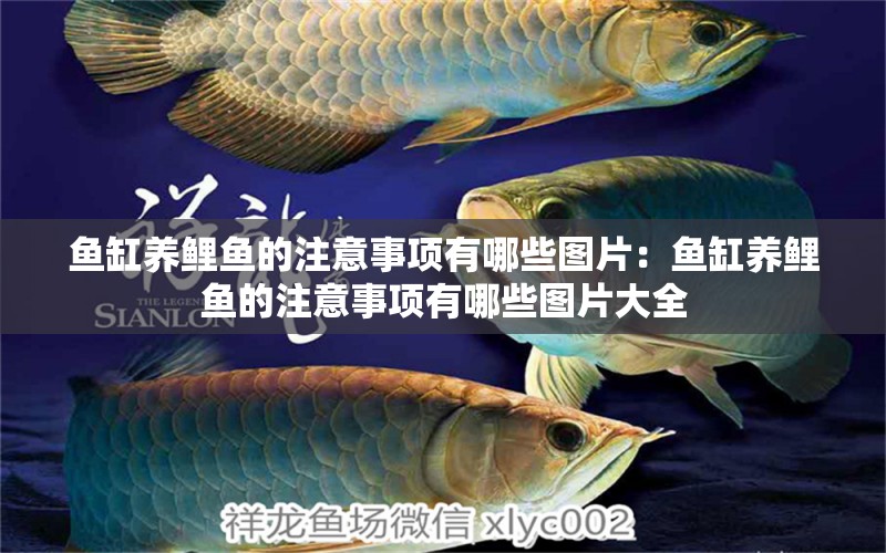 魚缸養(yǎng)鯉魚的注意事項有哪些圖片：魚缸養(yǎng)鯉魚的注意事項有哪些圖片大全