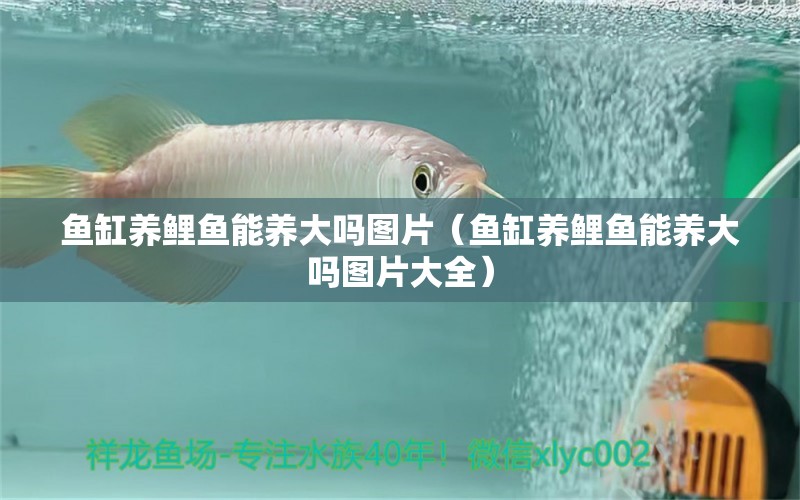 魚缸養(yǎng)鯉魚能養(yǎng)大嗎圖片（魚缸養(yǎng)鯉魚能養(yǎng)大嗎圖片大全）