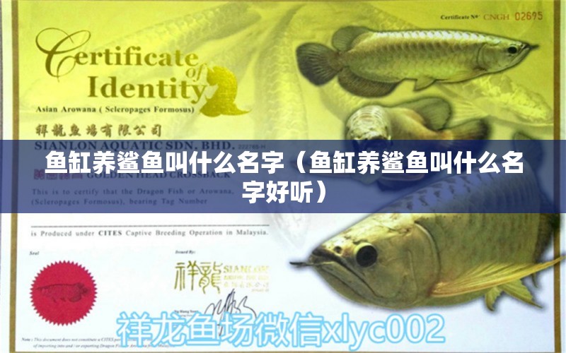 魚(yú)缸養(yǎng)鯊魚(yú)叫什么名字（魚(yú)缸養(yǎng)鯊魚(yú)叫什么名字好聽(tīng)） 觀賞魚(yú)市場(chǎng)（混養(yǎng)魚(yú)）