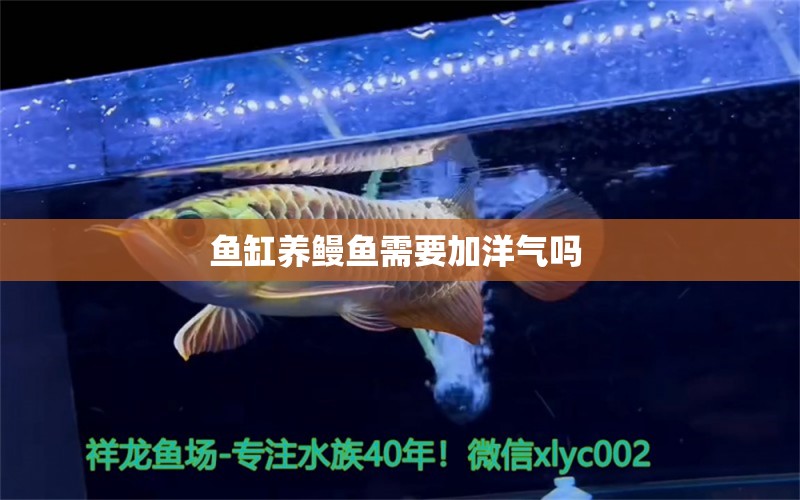 魚缸養(yǎng)鰻魚需要加洋氣嗎  南美異形觀賞魚