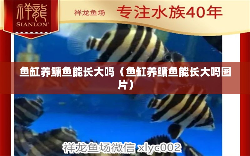 魚缸養(yǎng)鳙魚能長(zhǎng)大嗎（魚缸養(yǎng)鳙魚能長(zhǎng)大嗎圖片）