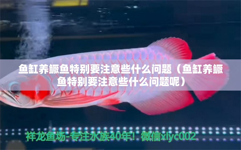 魚缸養(yǎng)鱖魚特別要注意些什么問題（魚缸養(yǎng)鱖魚特別要注意些什么問題呢）