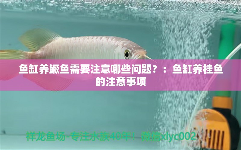 魚缸養(yǎng)鱖魚需要注意哪些問題？：魚缸養(yǎng)桂魚的注意事項 魚缸百科 第2張