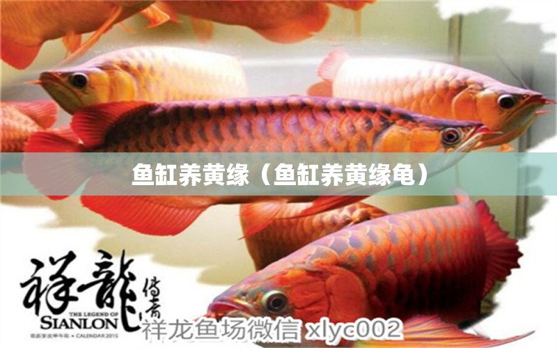 魚缸養(yǎng)黃緣（魚缸養(yǎng)黃緣龜） 烏龜