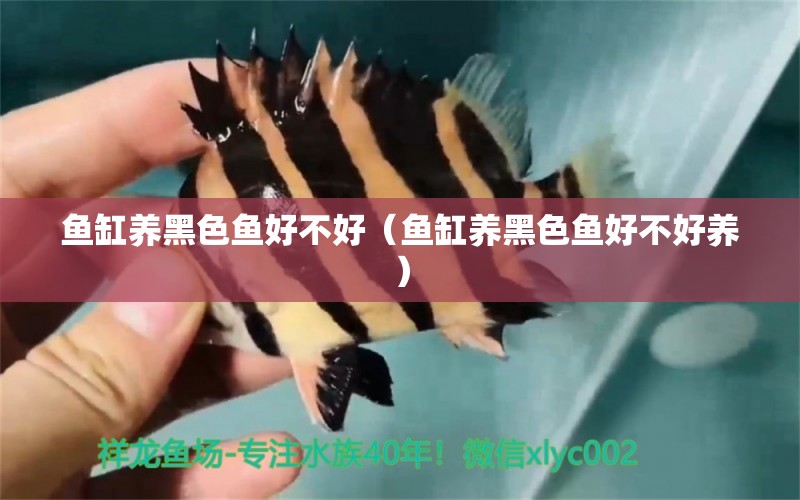 魚缸養(yǎng)黑色魚好不好（魚缸養(yǎng)黑色魚好不好養(yǎng)）