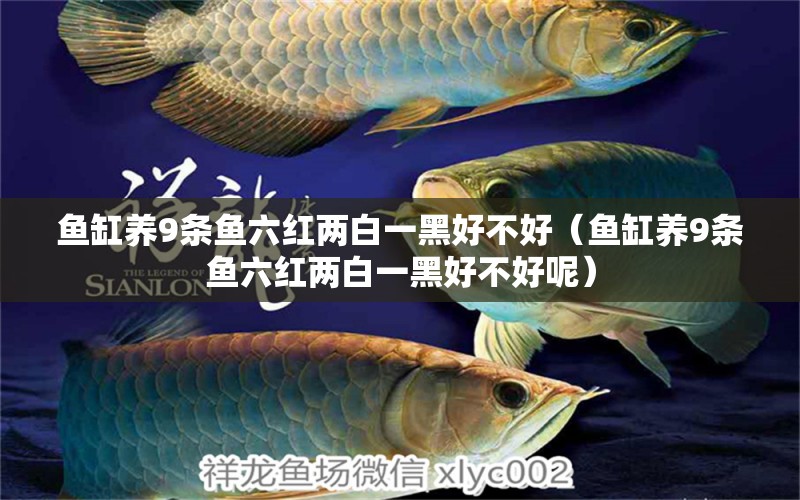 魚缸養(yǎng)9條魚六紅兩白一黑好不好（魚缸養(yǎng)9條魚六紅兩白一黑好不好呢）