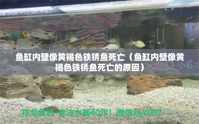 魚缸內(nèi)壁像黃褐色鐵銹魚死亡（魚缸內(nèi)壁像黃褐色鐵銹魚死亡的原因） 和尚魚