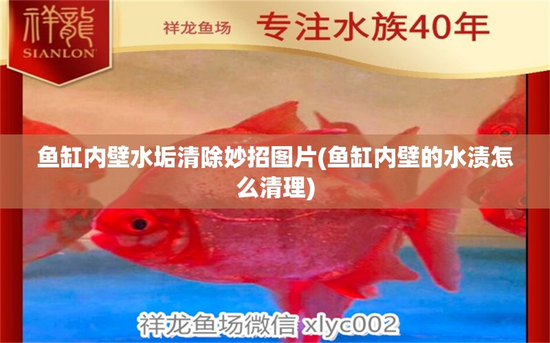 魚缸內(nèi)壁水垢清除妙招圖片(魚缸內(nèi)壁的水漬怎么清理) 龍魚芯片掃碼器