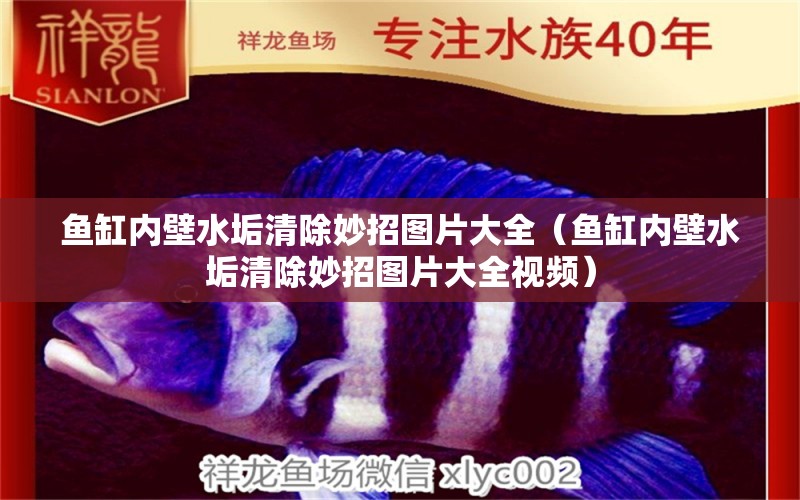 魚缸內(nèi)壁水垢清除妙招圖片大全（魚缸內(nèi)壁水垢清除妙招圖片大全視頻）