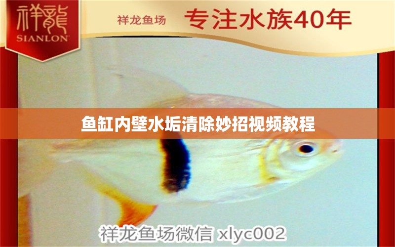 魚缸內(nèi)壁水垢清除妙招視頻教程