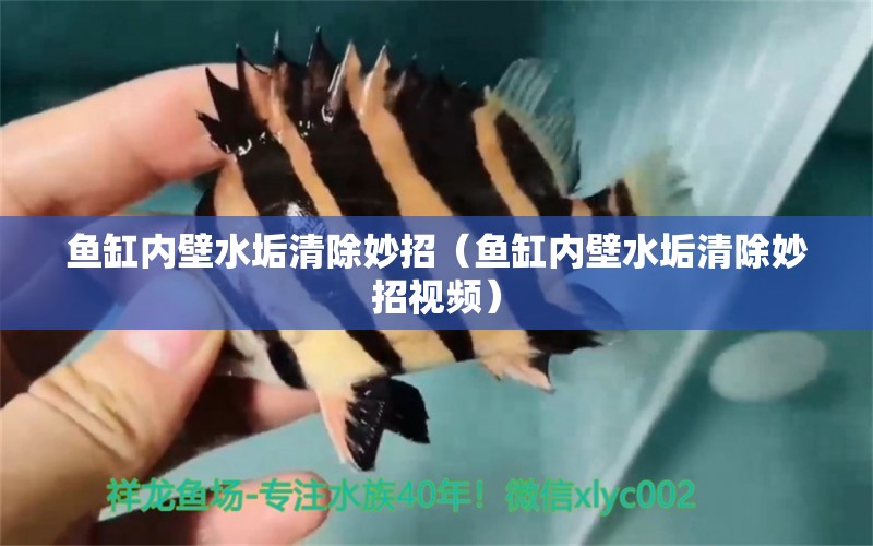 魚(yú)缸內(nèi)壁水垢清除妙招（魚(yú)缸內(nèi)壁水垢清除妙招視頻）