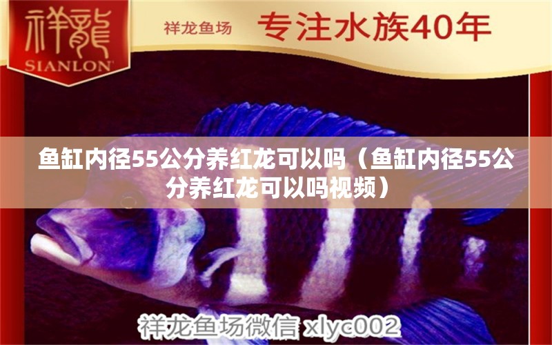 魚缸內(nèi)徑55公分養(yǎng)紅龍可以嗎（魚缸內(nèi)徑55公分養(yǎng)紅龍可以嗎視頻）